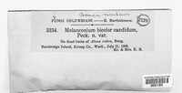 Melanconium bicolor var. candidum image